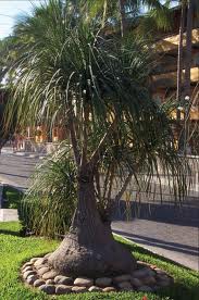 Manufacturers Exporters and Wholesale Suppliers of Plant Palm New Delhi Delhi